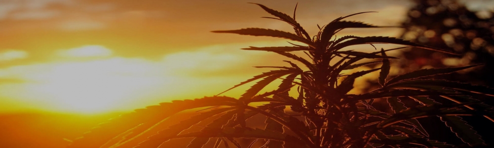 User banner image